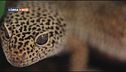 Il geco leopardino