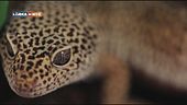 Il geco leopardino