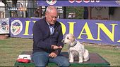 L'Edica-Cani