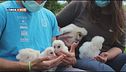 Nati 11 cuccioli di Barbagianni al parco Oltremare di Riccione