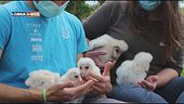 Nati 11 cuccioli di Barbagianni al parco Oltremare di Riccione