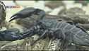 Gli scorpioni di Esapolis