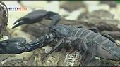 Gli scorpioni di Esapolis