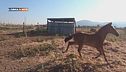 Aquila Nera Horses