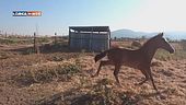Aquila Nera Horses