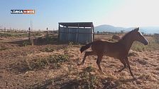 Aquila Nera Horses
