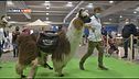 Il Festivl degli animali