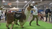 Il Festivl degli animali
