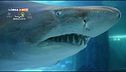 Il corteggiamento tra squali toro all'acquario di Cattolica