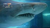 Il corteggiamento tra squali toro all'acquario di Cattolica