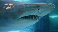 Il corteggiamento tra squali toro all'acquario di Cattolica