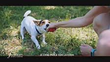 L'intelligenza degli animali