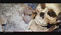 Puglia, il campione di 2.500 anni fa