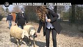 NINA: Quattro pecore rapite dalla fattoria didattica: "Le abbiamo mangiate per una festa"