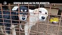 RAMAZZOTTI: Romano Troiani: donazioni e video choc. Sevizia il cane all'ex?