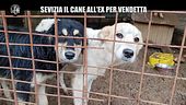 RAMAZZOTTI: Romano Troiani: donazioni e video choc. Sevizia il cane all'ex?