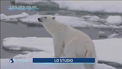 S.O.S. orsi polari