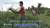 Ecopelle con foglie di ananas, le nuove frontiere dell'abbigliamento green