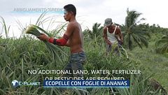 Ecopelle con foglie di ananas, le nuove frontiere dell'abbigliamento green