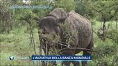 Un bond salva rinoceronti