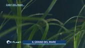 Grano del mare, ultima novità a tavola