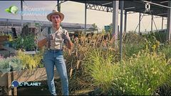 E-Garden: le graminacee