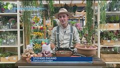 E-Garden: bulbi da fiore