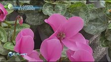 E-Garden: il ciclamino