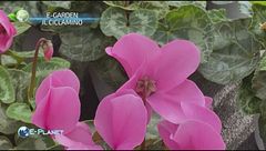 E-Garden: il ciclamino