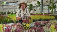 E-Garden: consigli per la coltivazione dell'erica