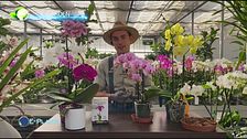E-Garden: l'orchidea farfalla