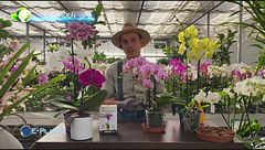 E-Garden: l'orchidea farfalla