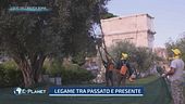 L'olio dell'antica Roma: legame tra passato e presente