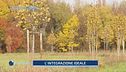Milano, la città degli alberi: il progetto Forestami