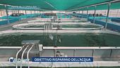 Pasta alla spirulina: obiettivo risparmio dell'acqua