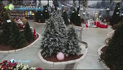 E-Garden: consigli per l'albero di Natale