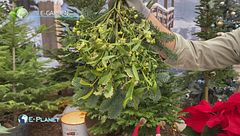 E-Garden: il vischio