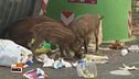 Città invase da animali selvatici