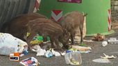 Città invase da animali selvatici