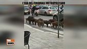 L'era del cinghiale metropolitano