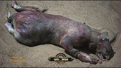 I mostri: mystery o fake?