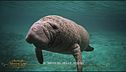 Il dugongo e le sirene