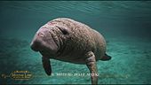 Il dugongo e le sirene