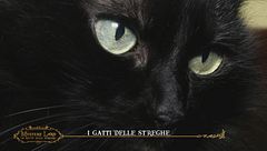 I gatti delle streghe