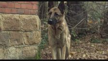 Trailer - Zack, cane eroe