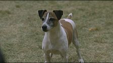 Trailer - A.r.c.h.i.e. un cane robot al circo