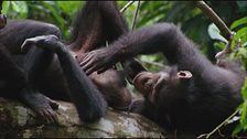 Trailer - Chimpanzee