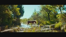 Trailer - Poly