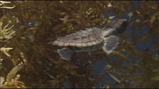 Trailer - L'incredibile viaggio della tartaruga