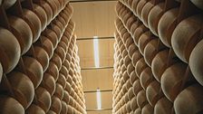 Al caseificio Alberti di Genola